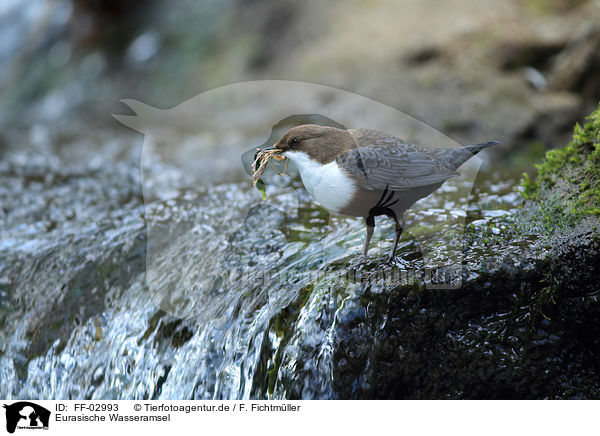 Eurasische Wasseramsel / common dipper / FF-02993