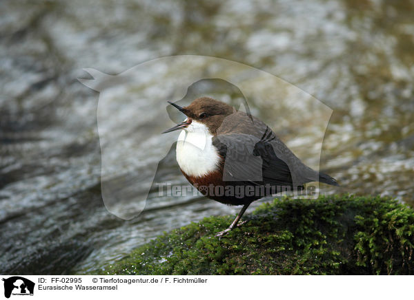 Eurasische Wasseramsel / common dipper / FF-02995