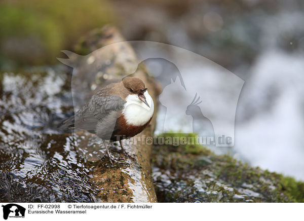 Eurasische Wasseramsel / FF-02998