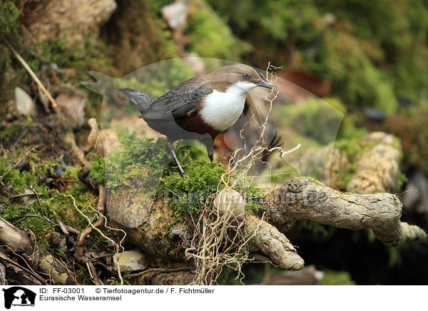 Eurasische Wasseramsel / FF-03001