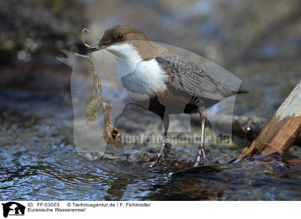 Eurasische Wasseramsel / FF-03003