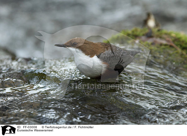 Eurasische Wasseramsel / FF-03008