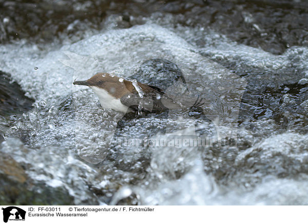 Eurasische Wasseramsel / common dipper / FF-03011