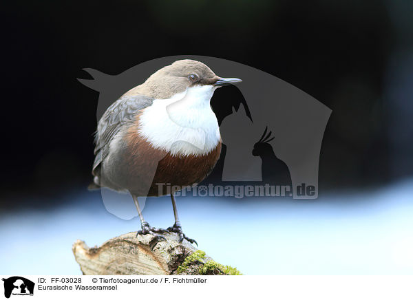 Eurasische Wasseramsel / common dipper / FF-03028