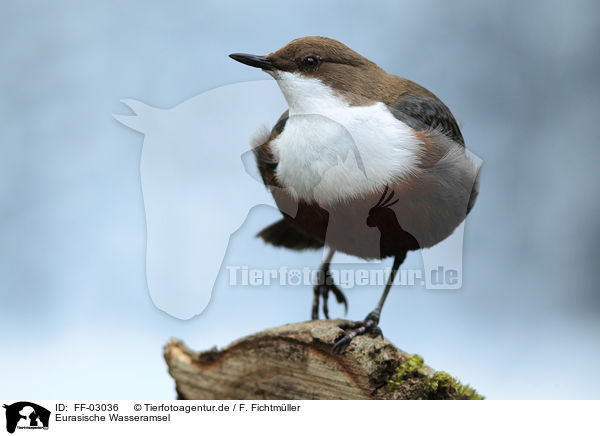 Eurasische Wasseramsel / common dipper / FF-03036