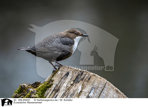 Eurasische Wasseramsel / WS-09491
