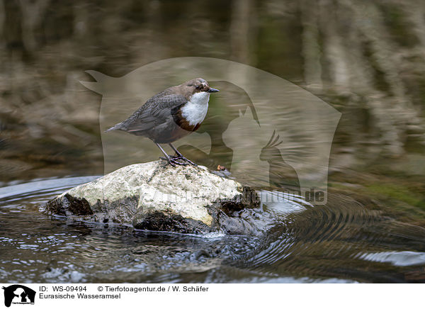 Eurasische Wasseramsel / WS-09494