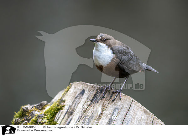 Eurasische Wasseramsel / WS-09505