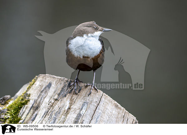 Eurasische Wasseramsel / white-throated water ouzel / WS-09506