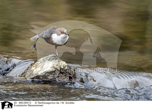 Eurasische Wasseramsel / white-throated water ouzel / WS-09513