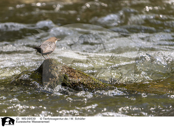 Eurasische Wasseramsel / WS-09539