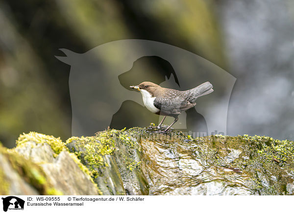 Eurasische Wasseramsel / WS-09555
