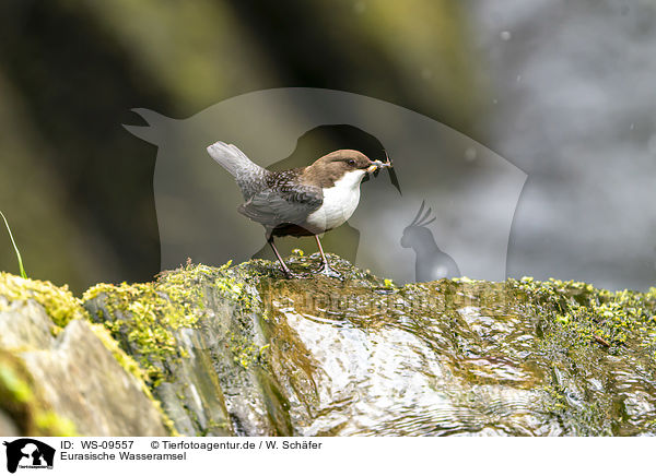Eurasische Wasseramsel / common dipper / WS-09557