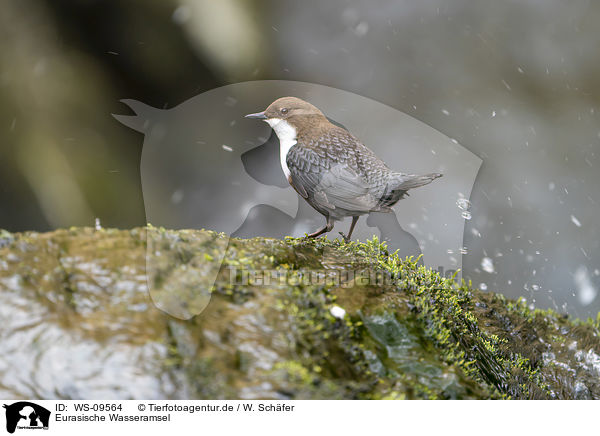 Eurasische Wasseramsel / WS-09564