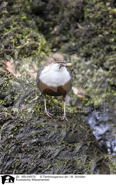 Eurasische Wasseramsel / WS-09575
