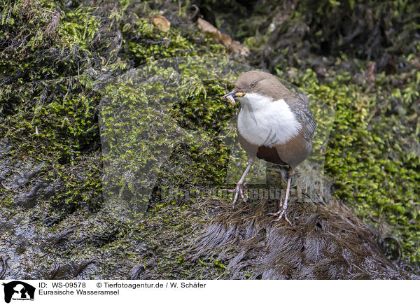 Eurasische Wasseramsel / common dipper / WS-09578