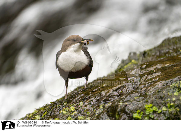 Eurasische Wasseramsel / common dipper / WS-09580