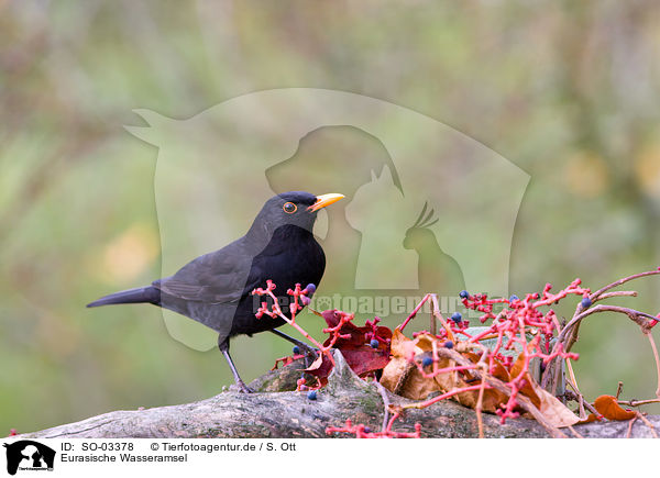 Eurasische Wasseramsel / SO-03378