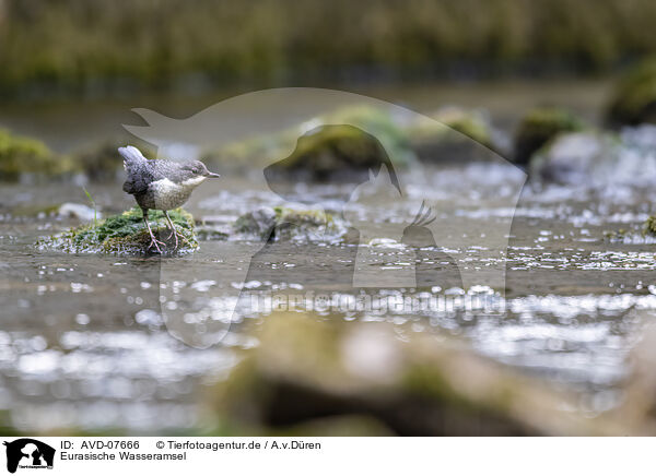 Eurasische Wasseramsel / common dipper / AVD-07666