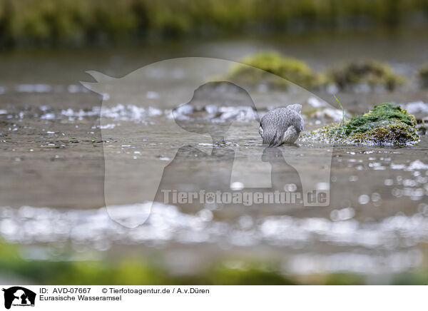 Eurasische Wasseramsel / common dipper / AVD-07667