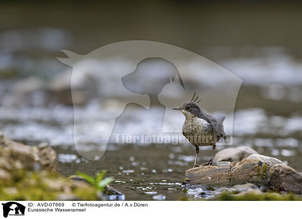 Eurasische Wasseramsel / AVD-07669