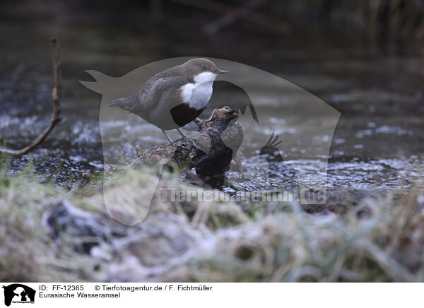 Eurasische Wasseramsel / white-throated water ouzel / FF-12365