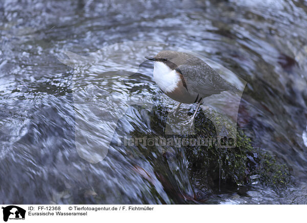 Eurasische Wasseramsel / white-throated water ouzel / FF-12368