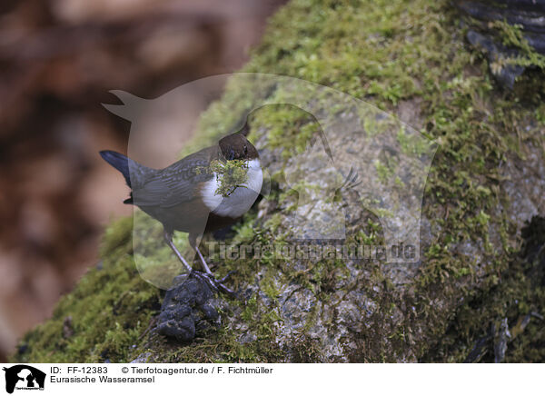 Eurasische Wasseramsel / white-throated water ouzel / FF-12383