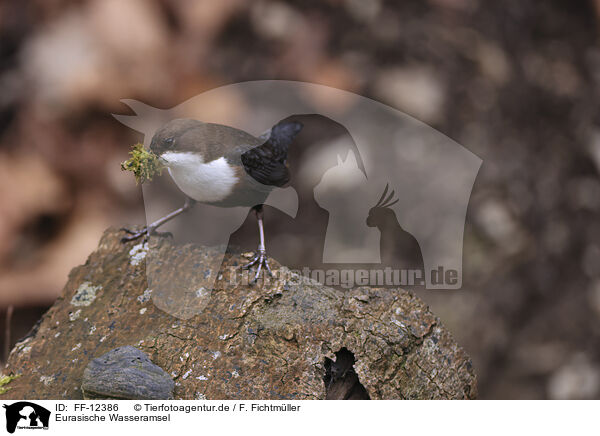 Eurasische Wasseramsel / white-throated water ouzel / FF-12386