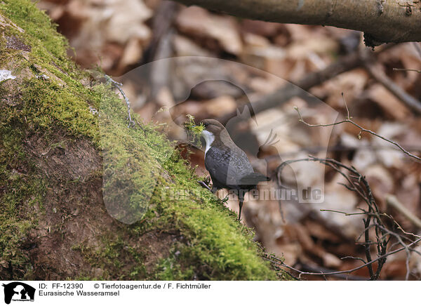 Eurasische Wasseramsel / white-throated water ouzel / FF-12390