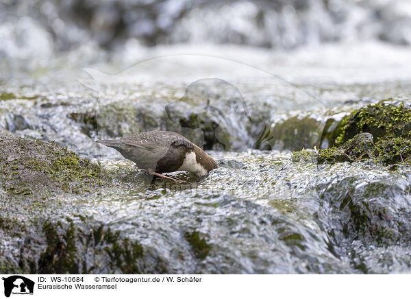 Eurasische Wasseramsel / Eurasian dipper / WS-10684