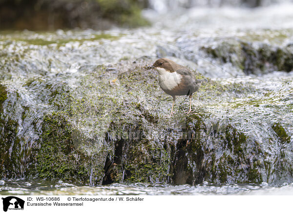 Eurasische Wasseramsel / Eurasian dipper / WS-10686