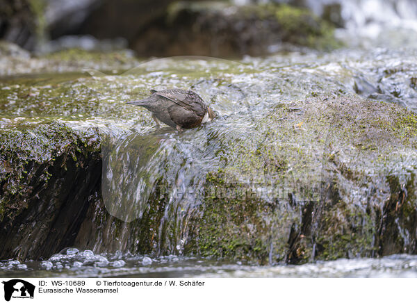 Eurasische Wasseramsel / Eurasian dipper / WS-10689