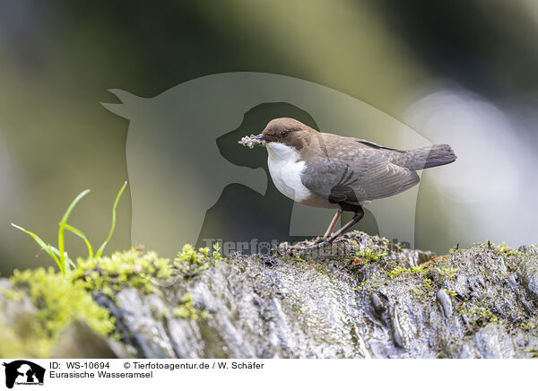 Eurasische Wasseramsel / Eurasian dipper / WS-10694