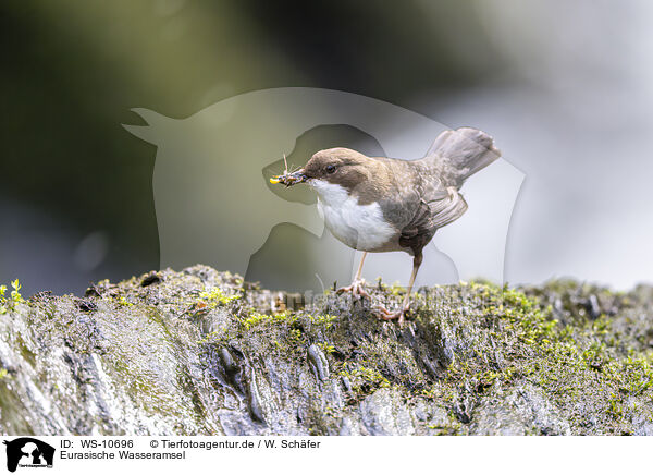 Eurasische Wasseramsel / Eurasian dipper / WS-10696