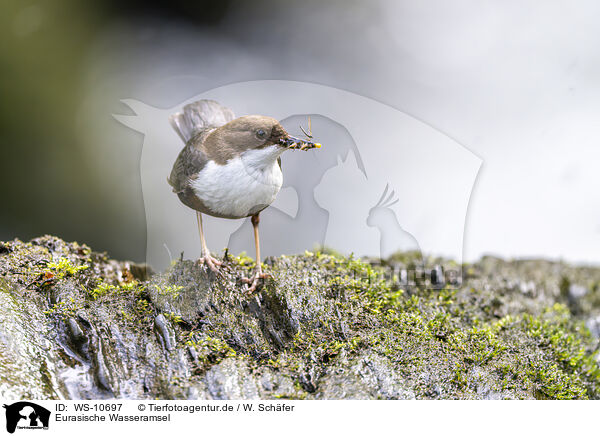 Eurasische Wasseramsel / Eurasian dipper / WS-10697