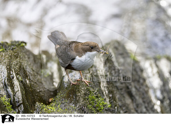 Eurasische Wasseramsel / Eurasian dipper / WS-10703