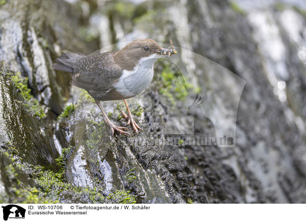 Eurasische Wasseramsel / WS-10706