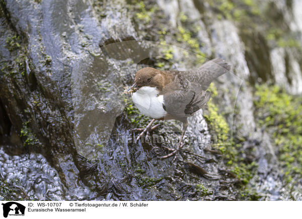 Eurasische Wasseramsel / WS-10707