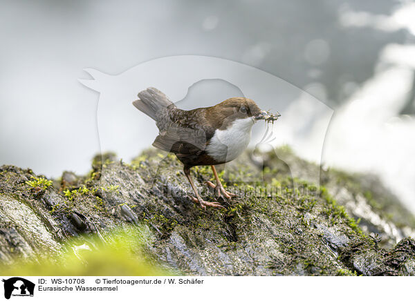 Eurasische Wasseramsel / Eurasian dipper / WS-10708