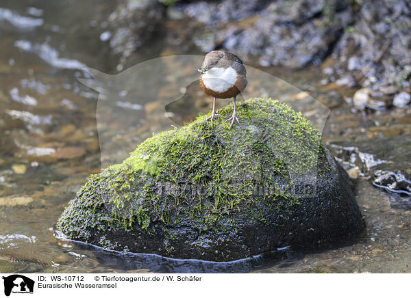 Eurasische Wasseramsel / Eurasian dipper / WS-10712