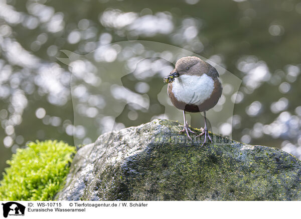 Eurasische Wasseramsel / Eurasian dipper / WS-10715