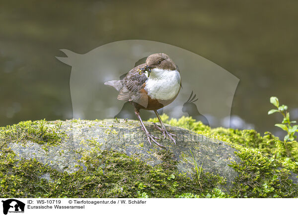 Eurasische Wasseramsel / Eurasian dipper / WS-10719