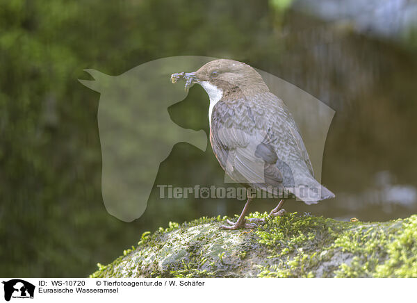 Eurasische Wasseramsel / Eurasian dipper / WS-10720
