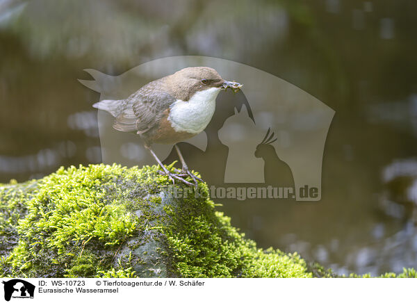 Eurasische Wasseramsel / Eurasian dipper / WS-10723