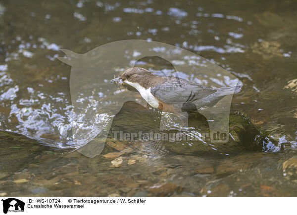 Eurasische Wasseramsel / Eurasian dipper / WS-10724