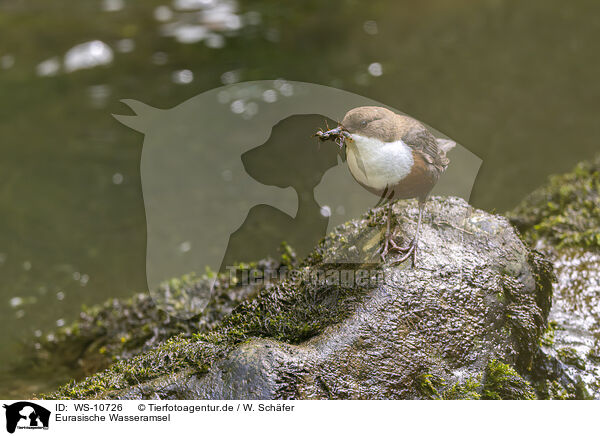 Eurasische Wasseramsel / Eurasian dipper / WS-10726