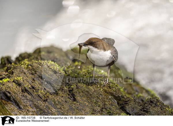 Eurasische Wasseramsel / Eurasian dipper / WS-10738