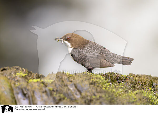 Eurasische Wasseramsel / WS-10751