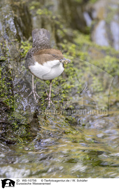 Eurasische Wasseramsel / Eurasian dipper / WS-10756